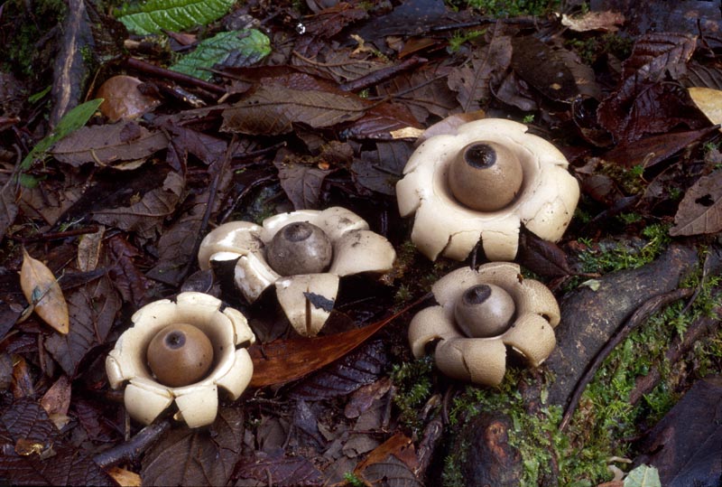 Geastrum saccatum
